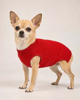 Roter Glitzerpullover für kleine Hunde
