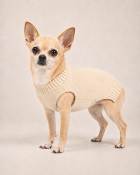 Milchweißer Pullover für kleine Hunde